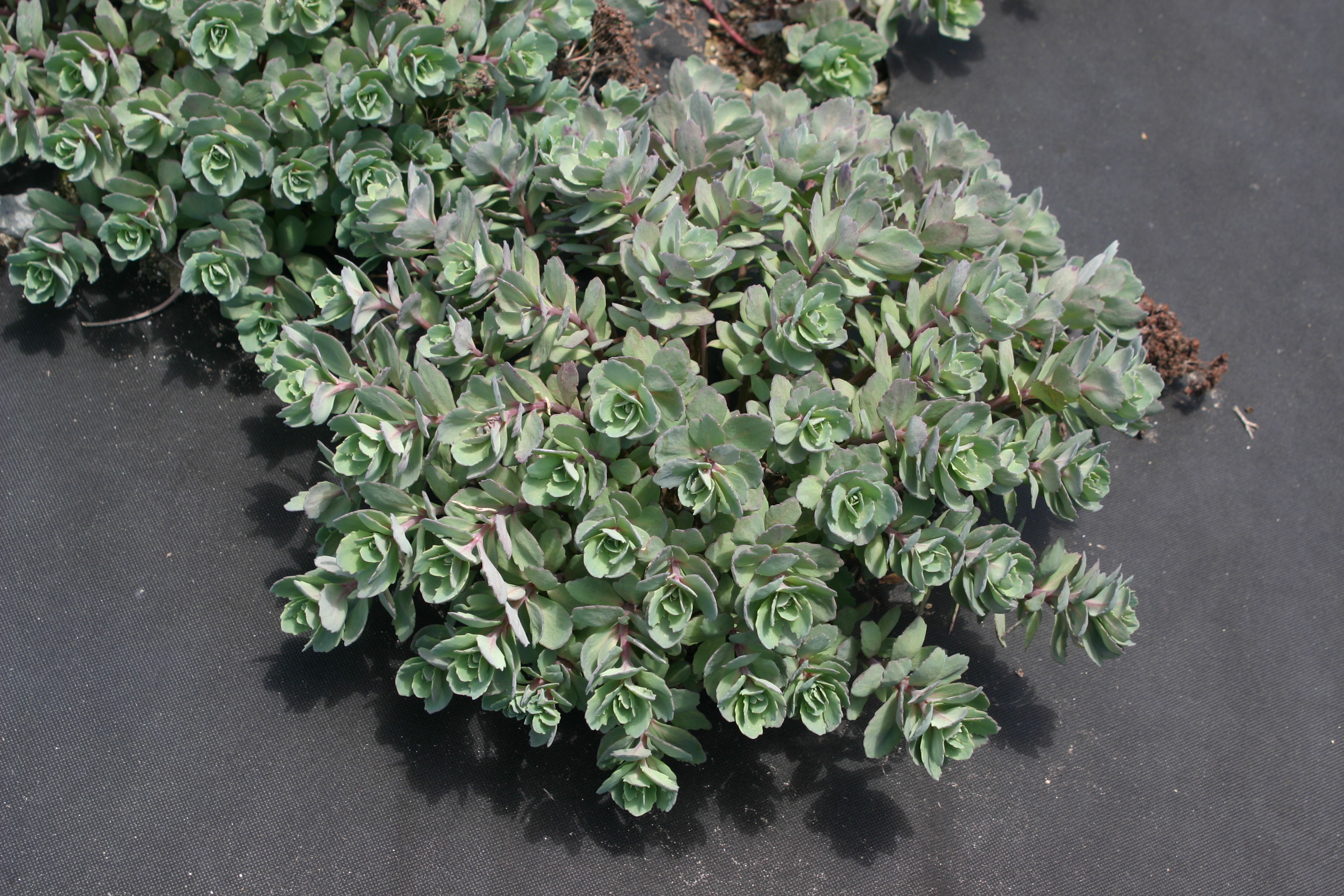 Sedum cauticola 'Ruby Glow'
